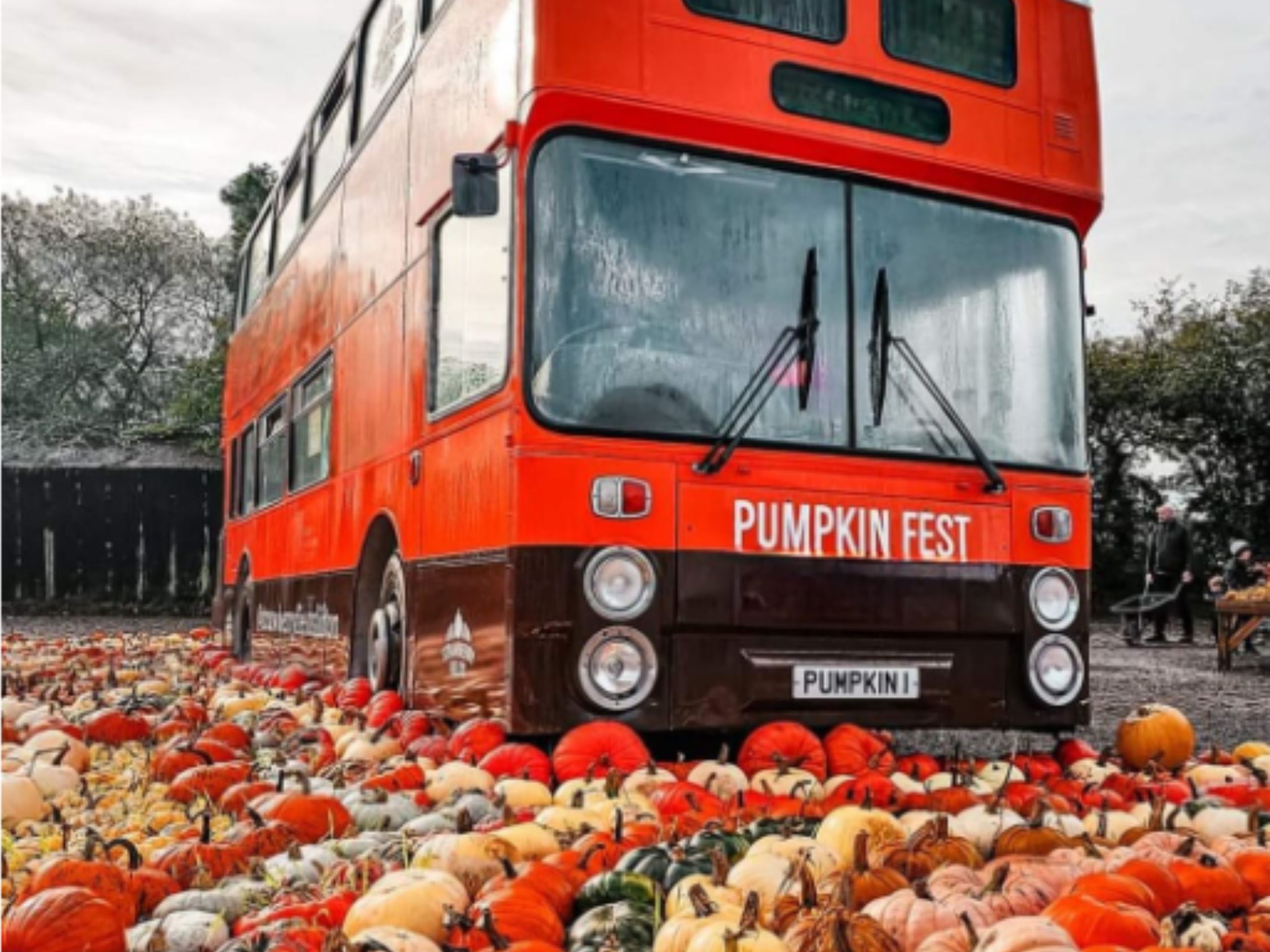 An old bus in a field surrounded by multi-coloured pumpkins